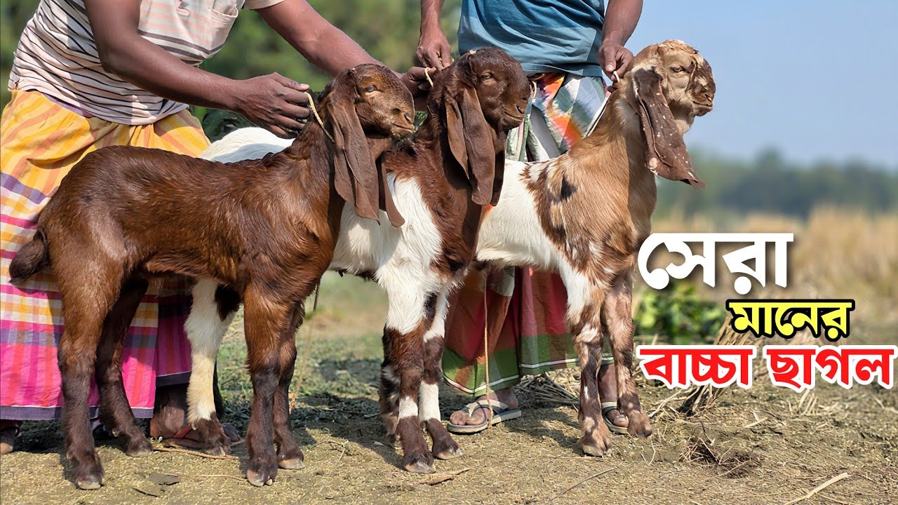 বিটল ছাগলের প্যাকেজ ও সেরা মানের বাচ্চার ছাগলের দাম জানুন Beetal goat 