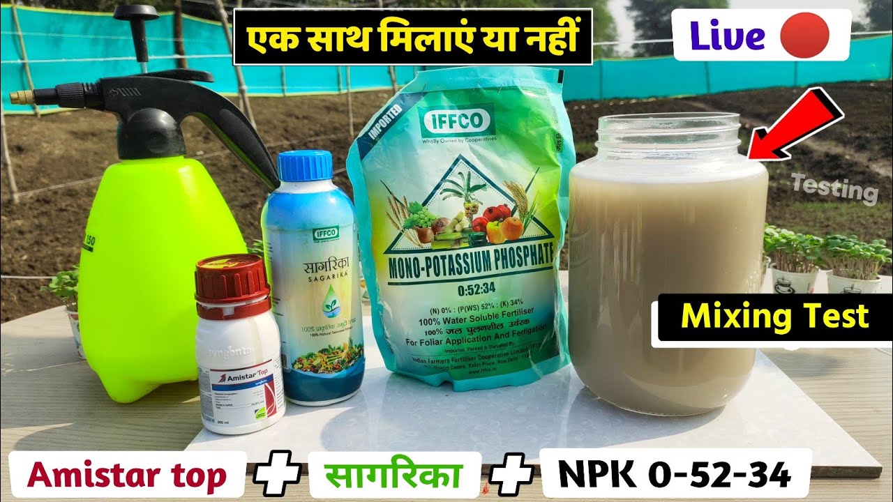 NPK 0-52-34 + Iffco Sagarika + Amistar top fungicide | mixing test | Experiment