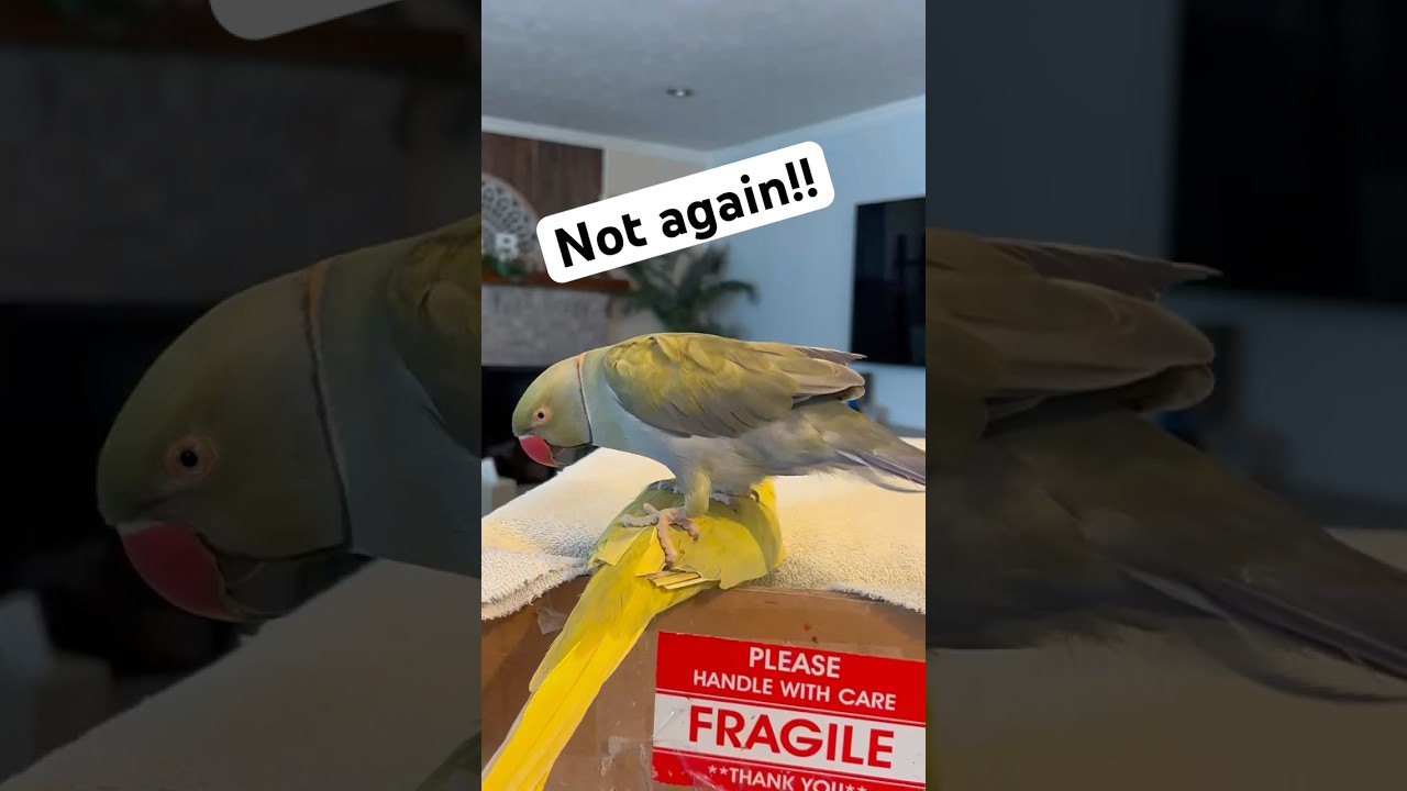 He&rsquo;s always doing this! 😆 #talkingbird #talkingparrot #couple #funnyanimals #babyanimals #parrot
