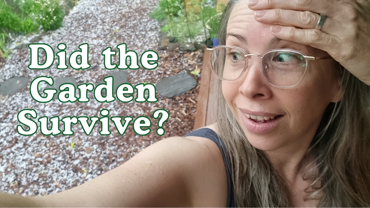 MASSIVE Hailstorm - Did it destroy my garden?