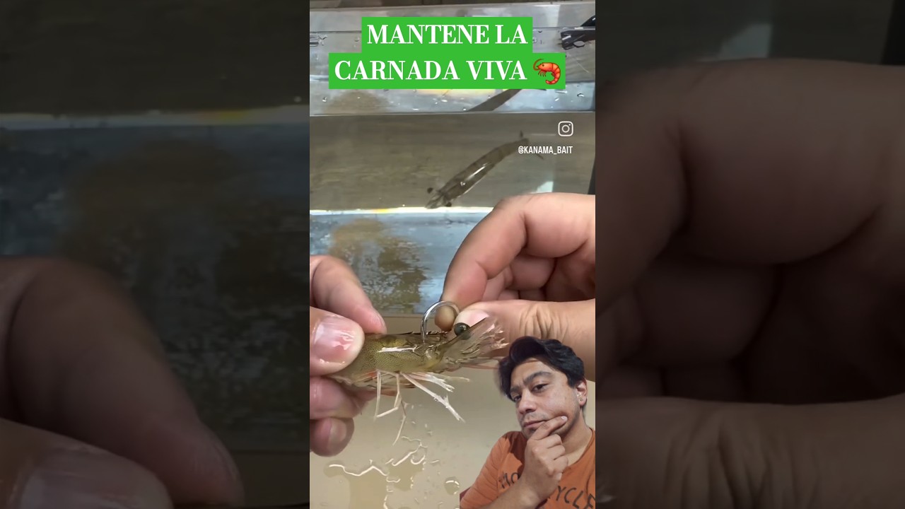 ✅ como encarnar langostino vivo 🦐 