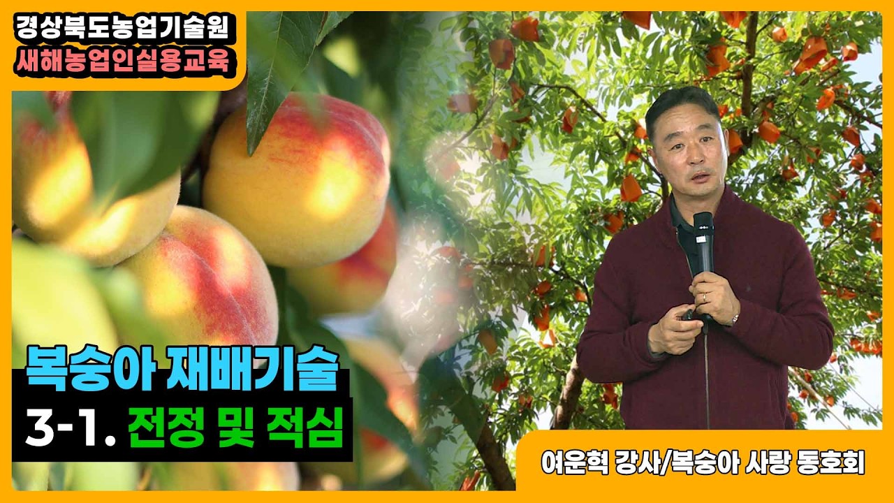 복숭아 재배기술 - 3-1. 전정 및 적심