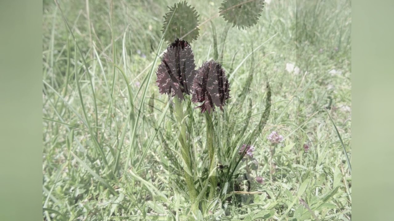 НИГРИТЕЛЛА  (NIGRITELLA)  сем. Орхидные