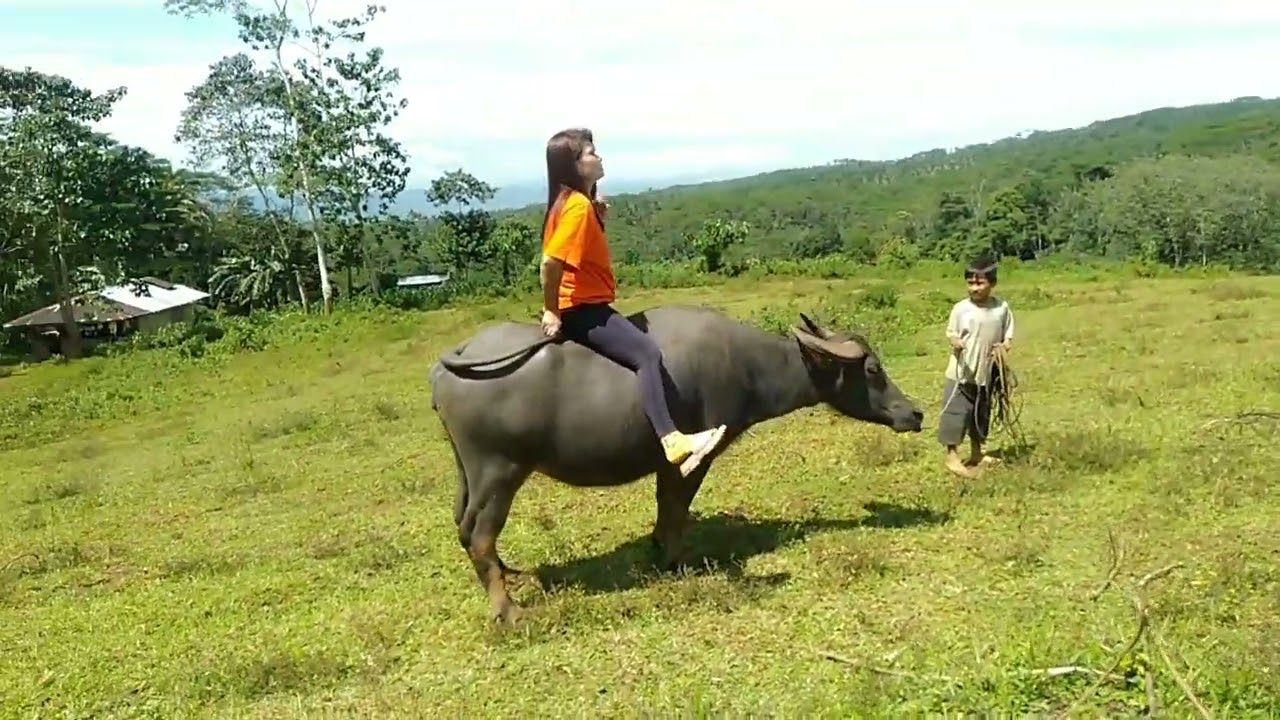 Riding carabao challenge.💪 #funny #youtube #viralvideo #amazing #mountainview #adventure #niceview