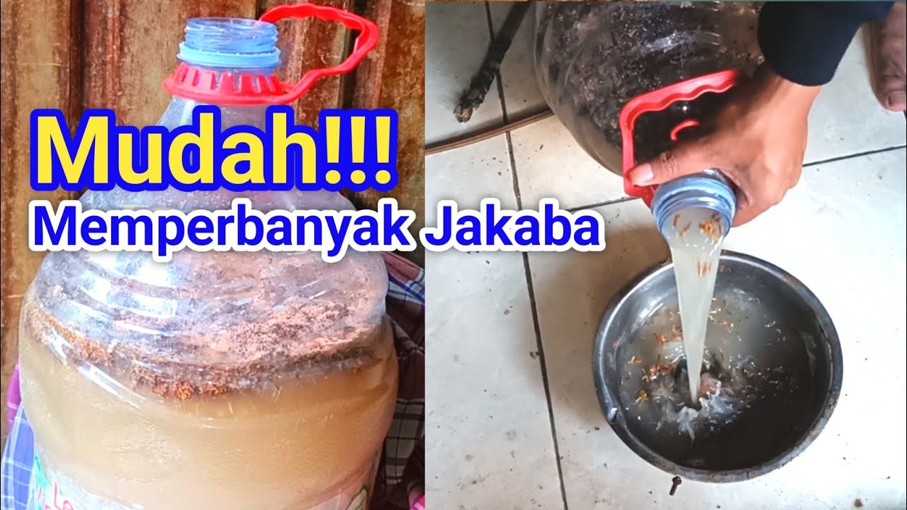 Cara memperbanyak jamur jakaba dengan Mudah pasti berhasil