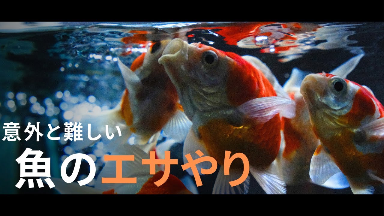 【意外と難しい！】お魚のエサやりを丁寧にお伝えします！