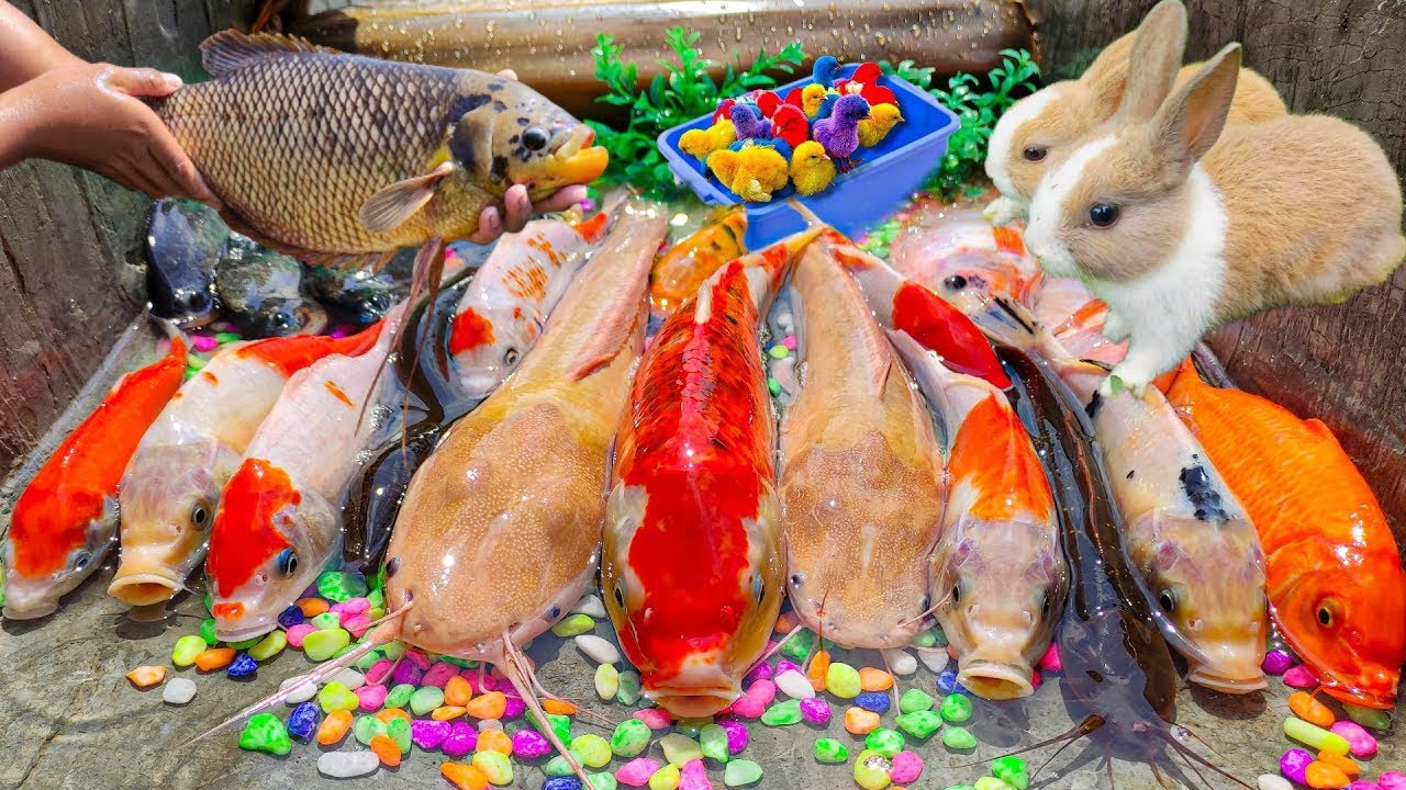 Mencari banyak ikan hias, kura-kura, ikan gurame, ikan koi, ikan sapu-sapu, ikan mujair, ikan mas