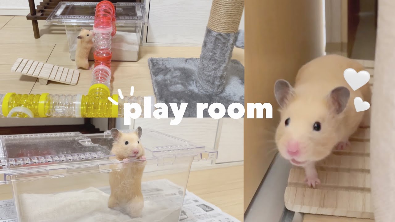 ダイソー商品でハムスターの遊び場作ってみたよ!🌼