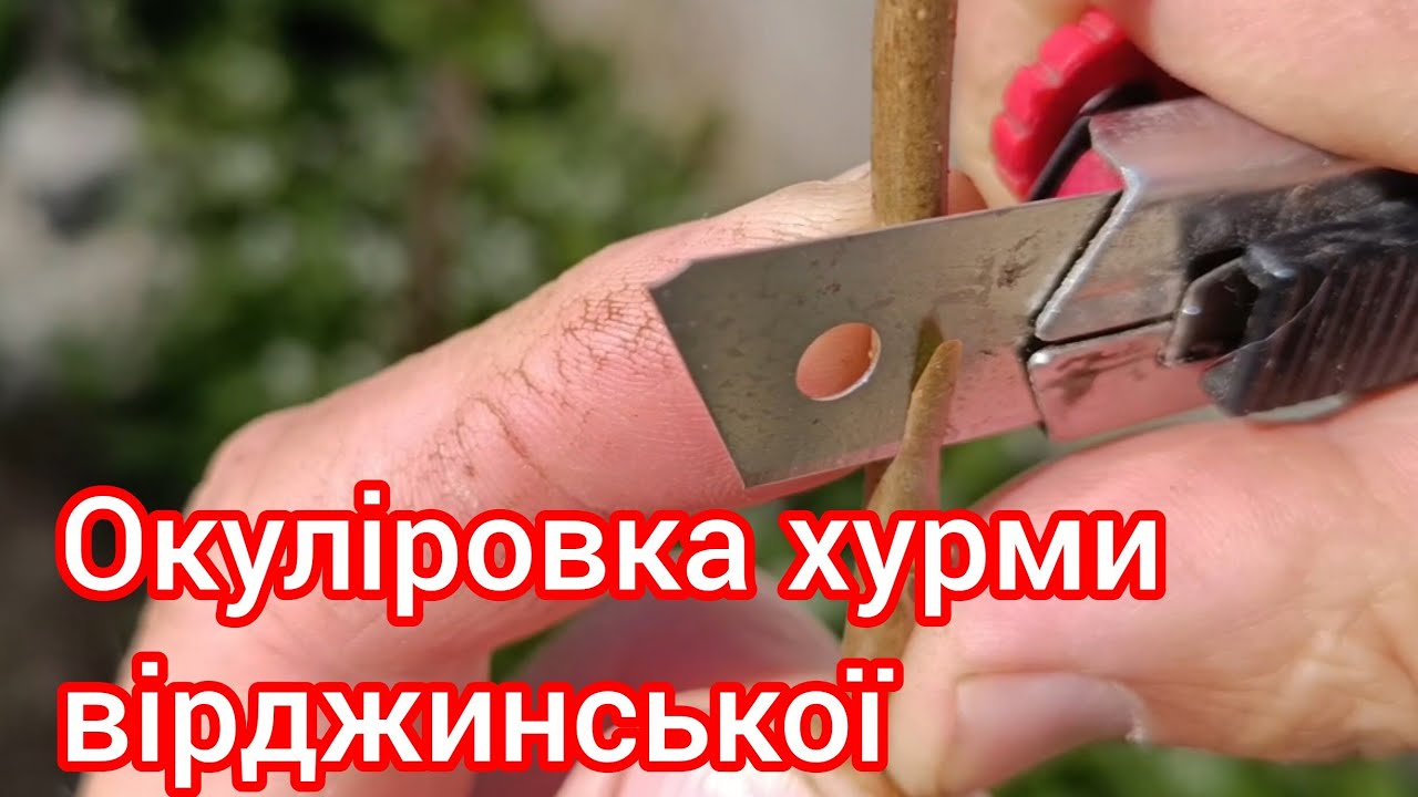 Щеплення окуліровкою хурми вірджинської