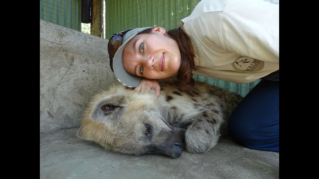 Cuddling hyenas