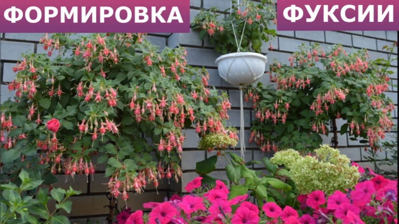 Формирую из черенка фуксии деревья и кусты.