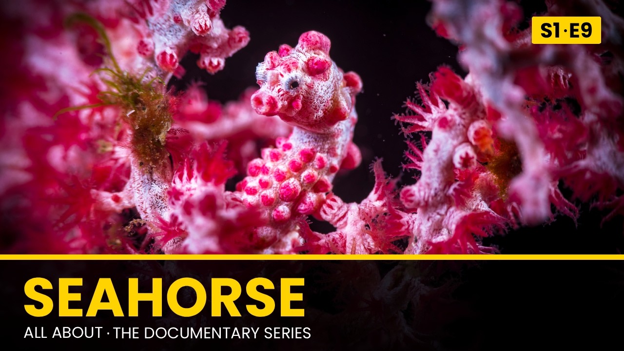 SEAHORSE: Biology, Breeding & Aquarium Care | All About Documentary Series