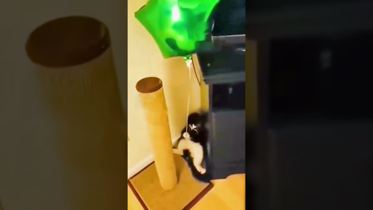 Poor cat #cat #poorcat #funnycat #funnyvideos