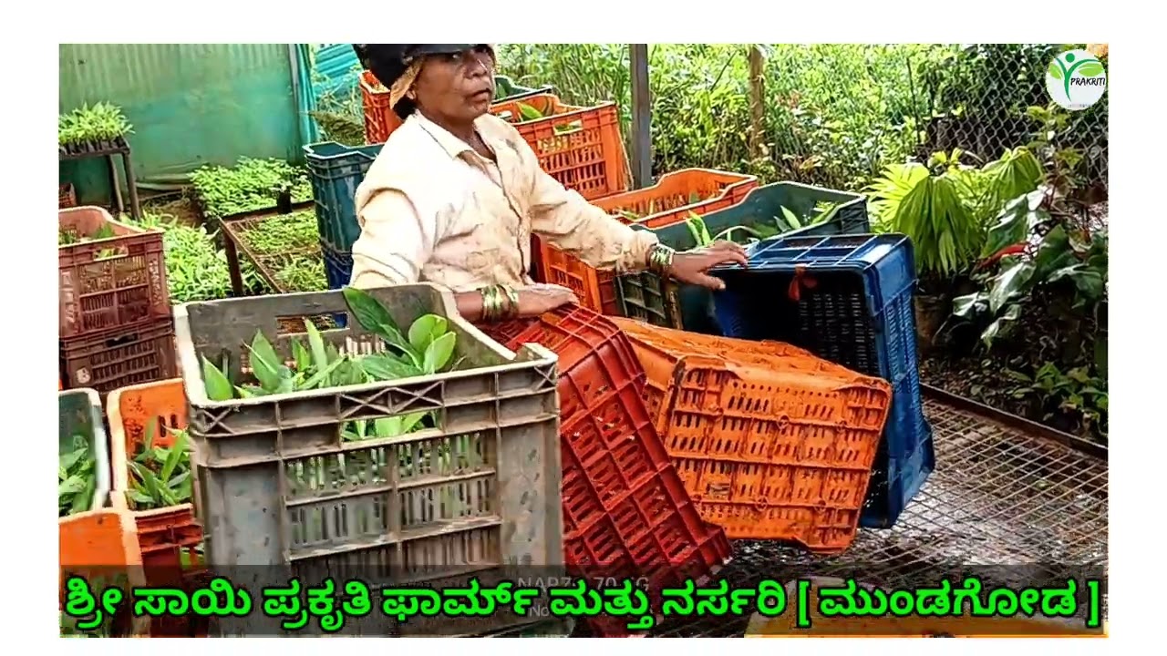 ✨ಸೊರಬ  ಬಾಳೆ 🍀ಸಸಿಗಳ ಲೋಡಿಂಗ್ 🍌10500 plants🍌🌿