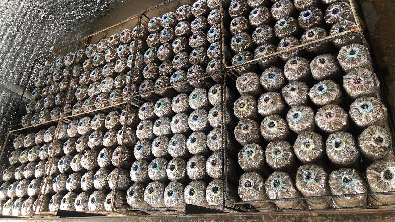 Pasteurizing 1000 Fruiting Bags