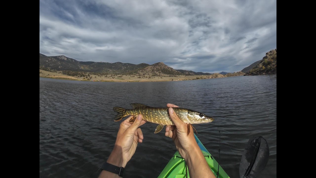 Chasing huge pike at Tarryall Reservoir in Colorado.