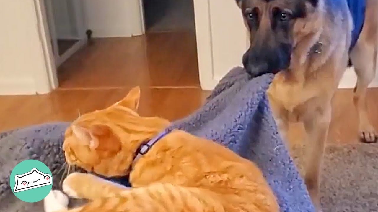 Dog Used to Hate His Cat Sibling Before He Left | Cuddle Buddies