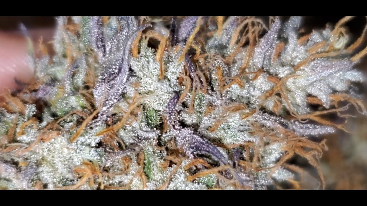 HAWAIIAN Purple Skunk 🦨💨😁🤘 Bud Review , From Homegrown Cannabis co ( TV420 📺 )