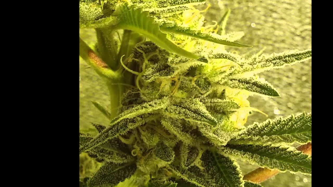 BERRYWHITE BX