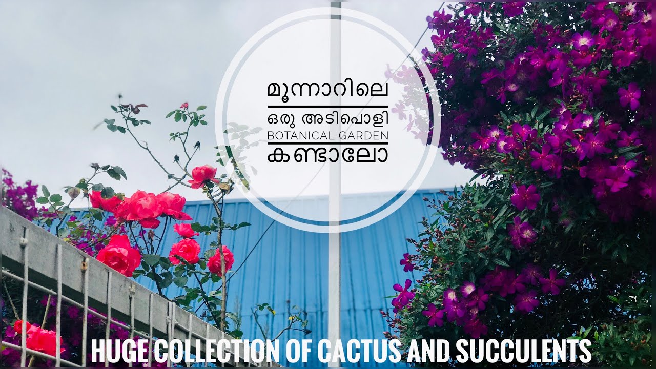 Botanical garden in munnar/garden visit/cactus/succulents/english ivy