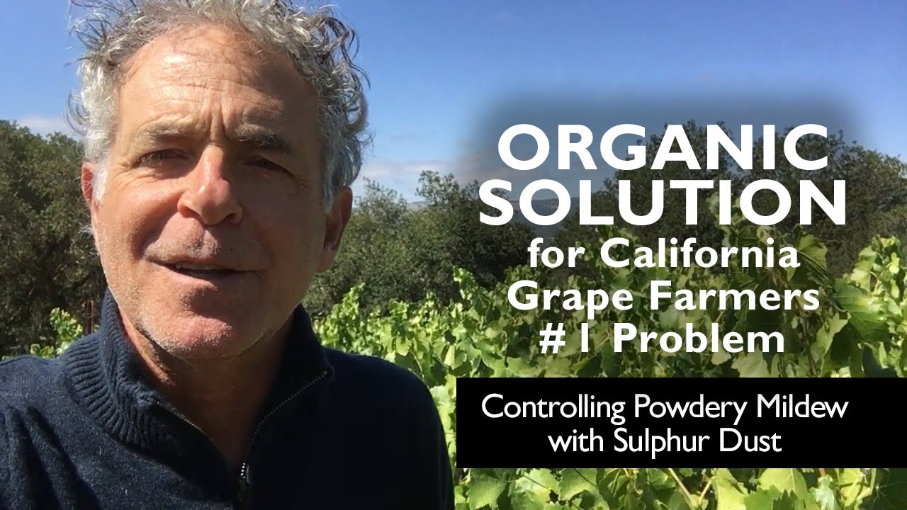 Organic Solution to Powdery Mildew #1 Problem