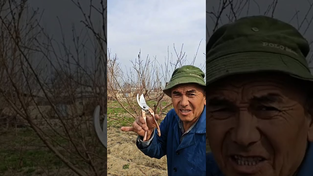 Фаргонада шафтоли абрезкаси.