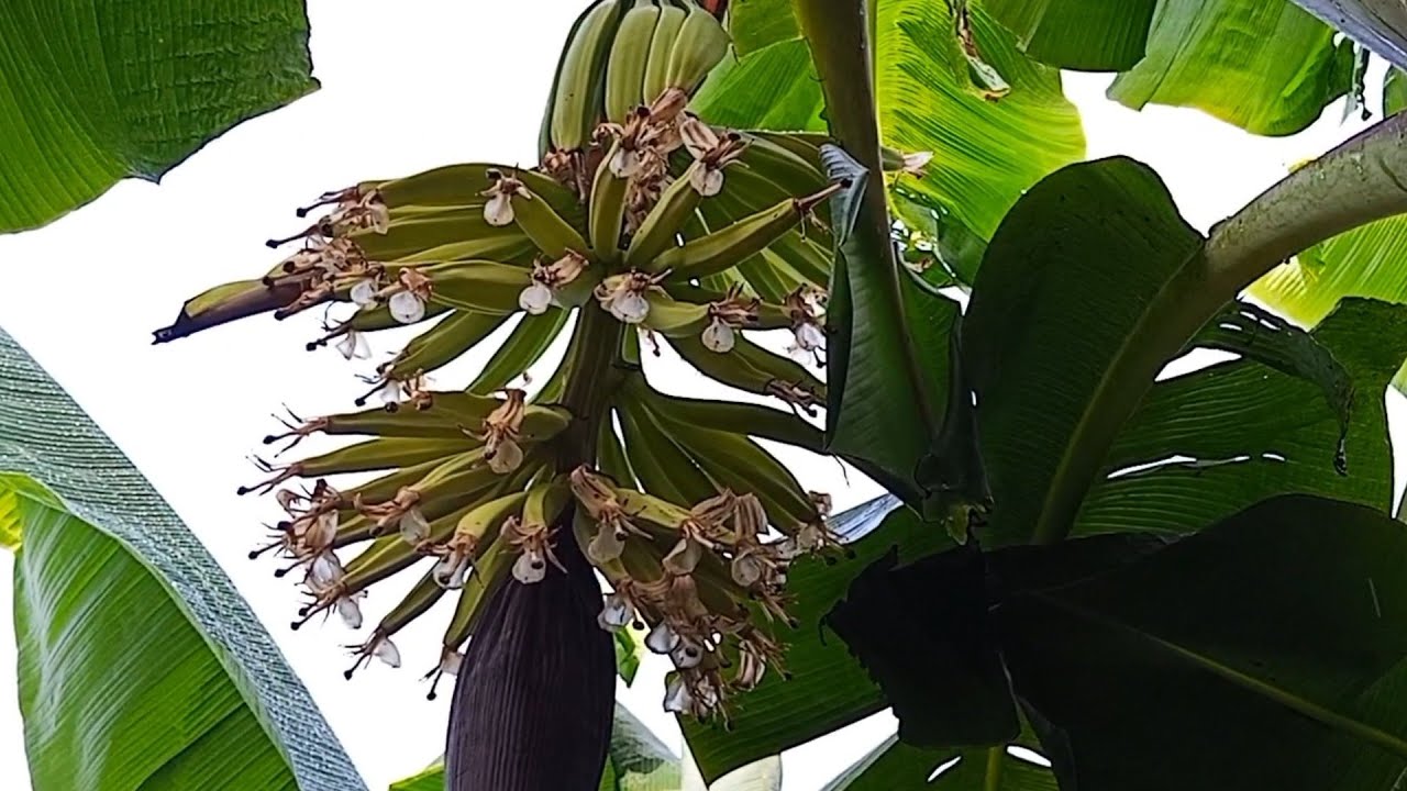 Banana da terra sete palmas primeiros cachos 