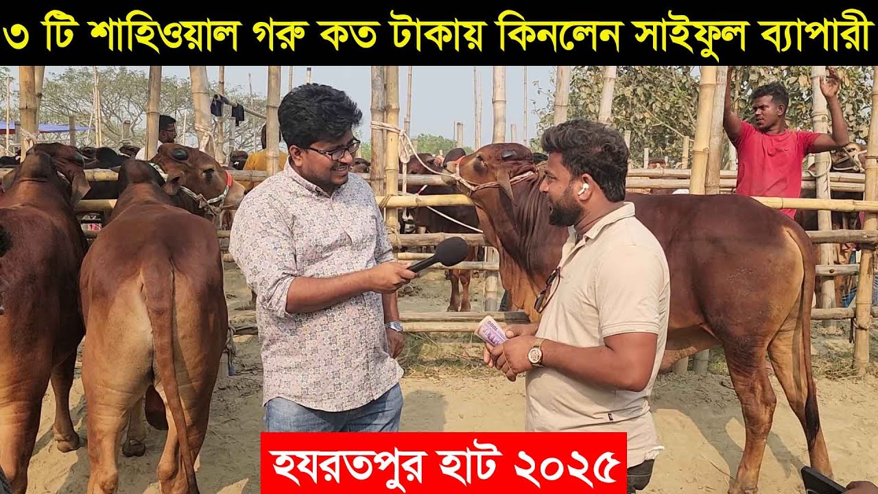 হযরতপুর হাট থেকে ৩ টি সুন্দর শাহিওয়াল গরু কত টাকায় কিনলেন সাইফুল ব্যাপারী Cow price 2025