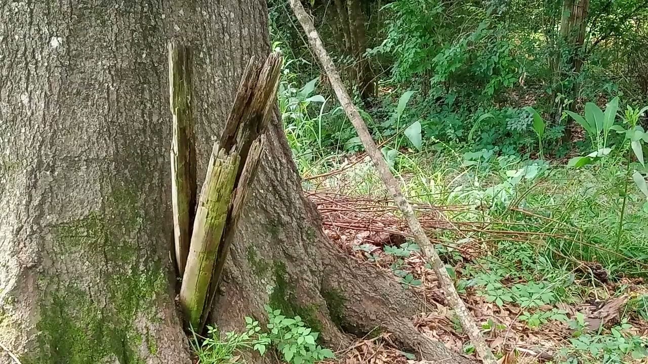 The Hoodoo Stick: Why the Man of Real Hoodoo Always Carries a Staff