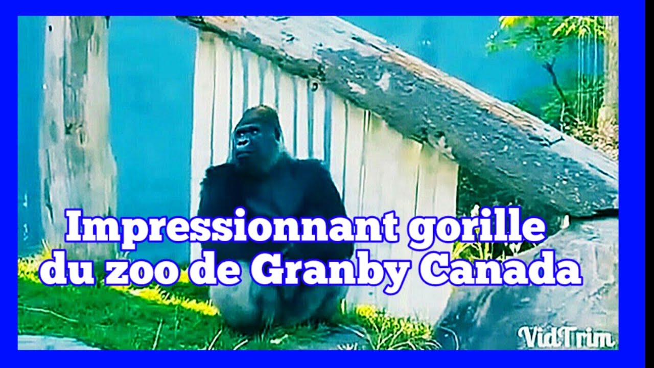 Impressionnant gorille du zoo de Granby nada Ipressive Granby Zoo Gorilla غوريلا مثيرة للإعجاب