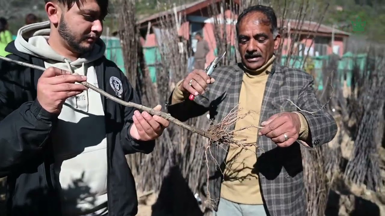 फल पौधे खरीदते एवं लगाते समय रखें इन बातों का विशेष ध्यान