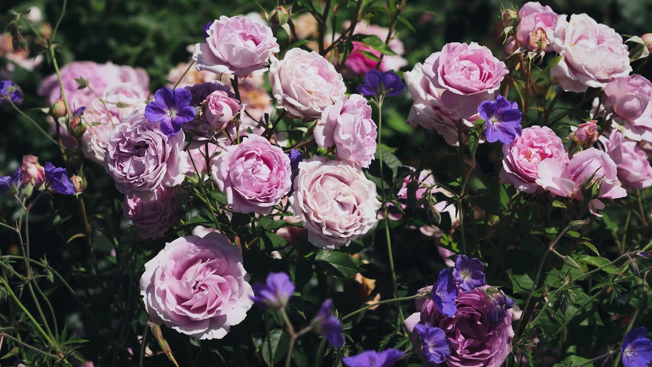 Kordes/Tantau/Meilland roses give a splendid show to end May - My garden update 28-30 May 2025