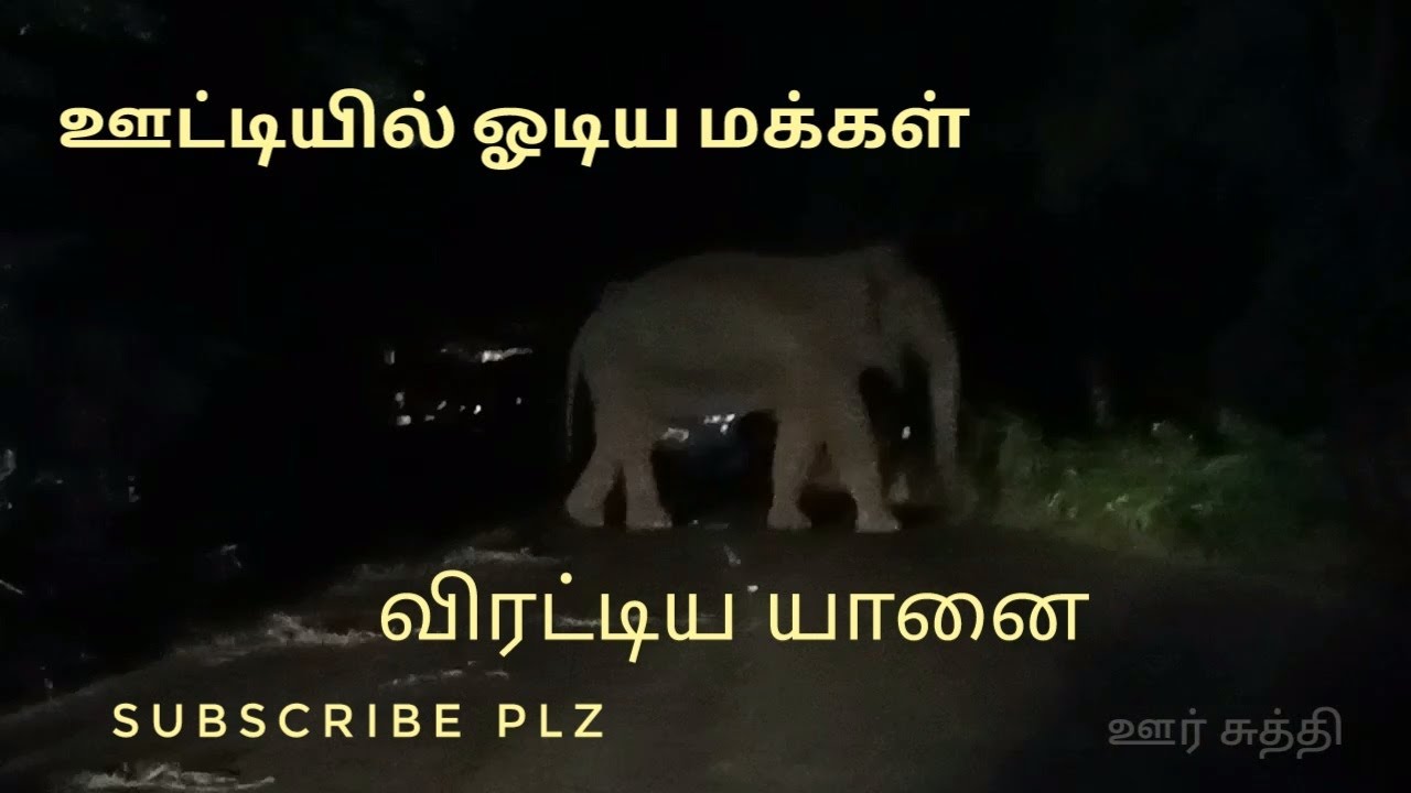 ஊட்டியில் ஓடிய மக்கள் விரட்டிய யானை (ooty elipent people nurvers running )