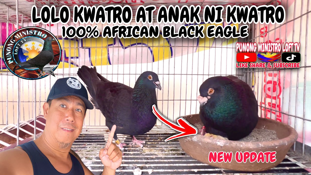 EP 865 - LUMABAS NA 100% NG AFRICAN BLACK EAGLE NA ALL WEATHER CATEGORY SHEEES!