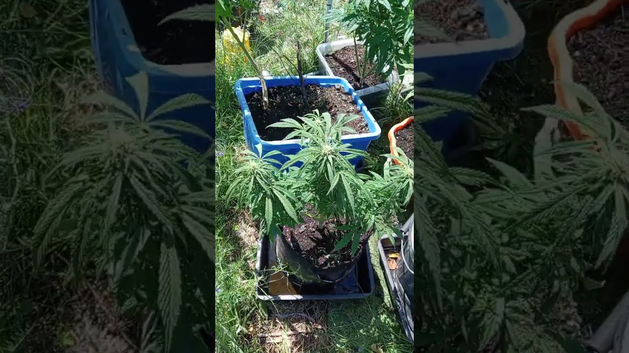 18+only please 2025 gorilla grow UK 🇬🇧✅💯