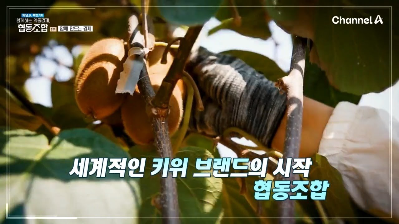 한국에 진출한 뉴질랜드 키위 협동조합, 한국에서의 키위 농사는 어땠을까 | 특별기획 함께하는 역동경제 협동조합 1 회