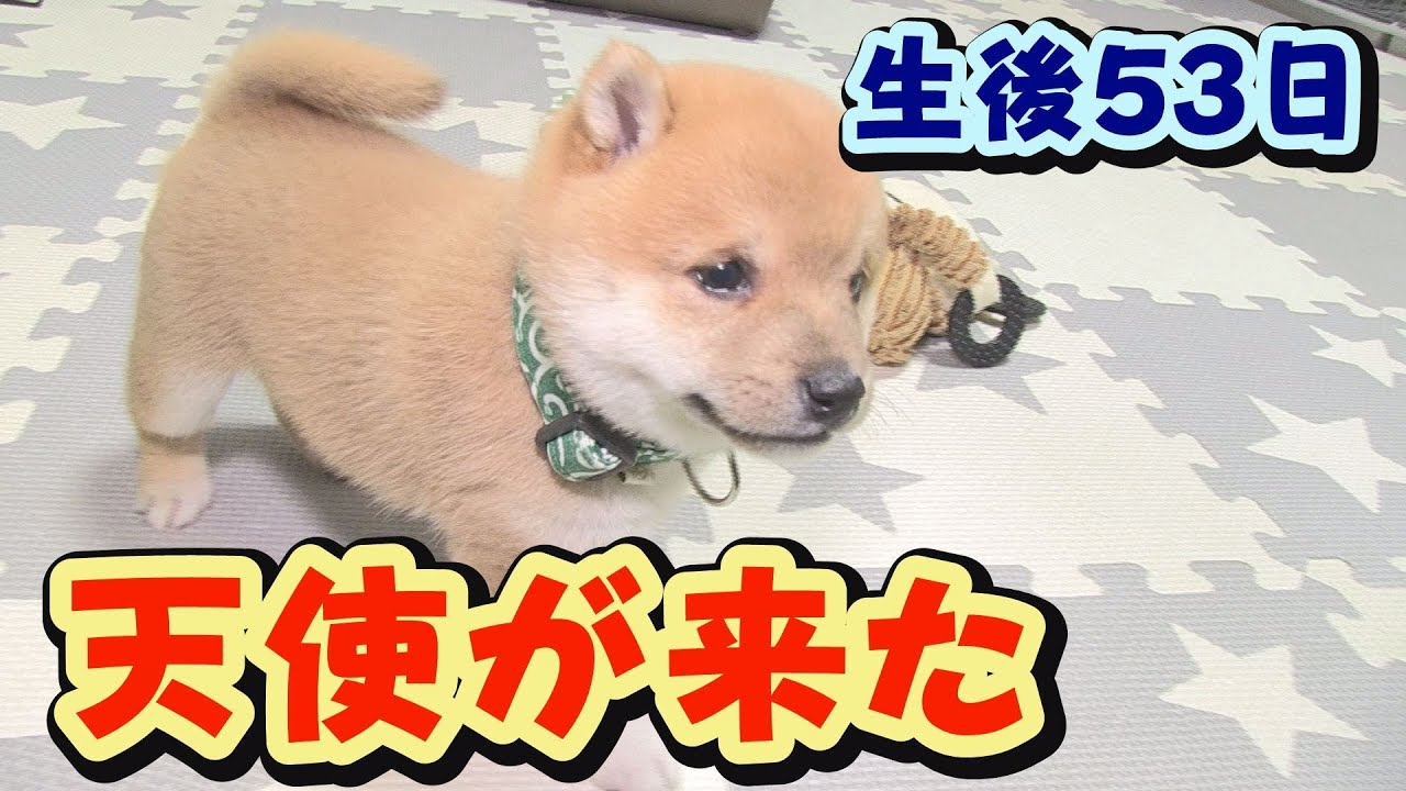 【豆柴】初対面、元気MAX！大暴走！【子犬】【多頭飼い】