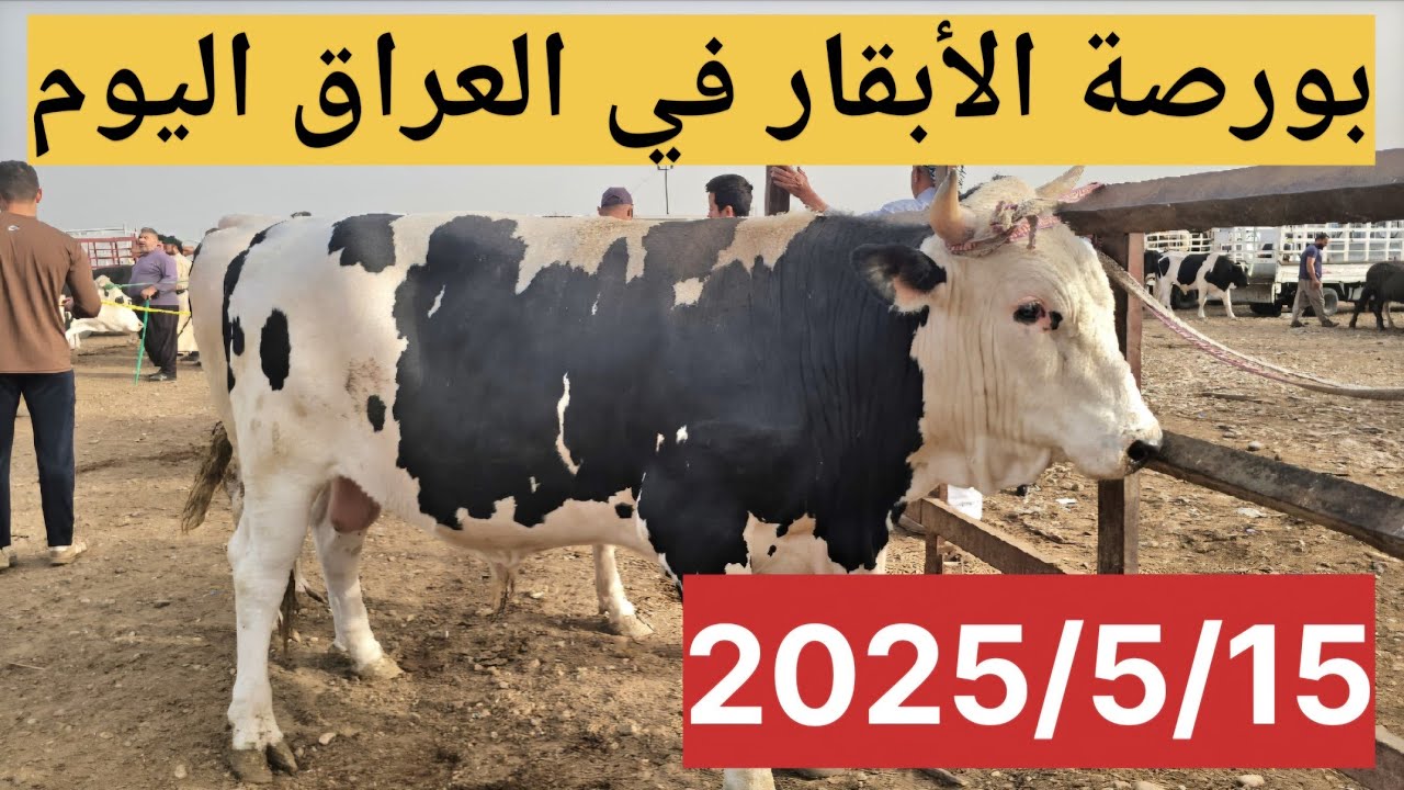 #سوق_الأبقار  في العراق سوق محافظة ديالى وسط العراق