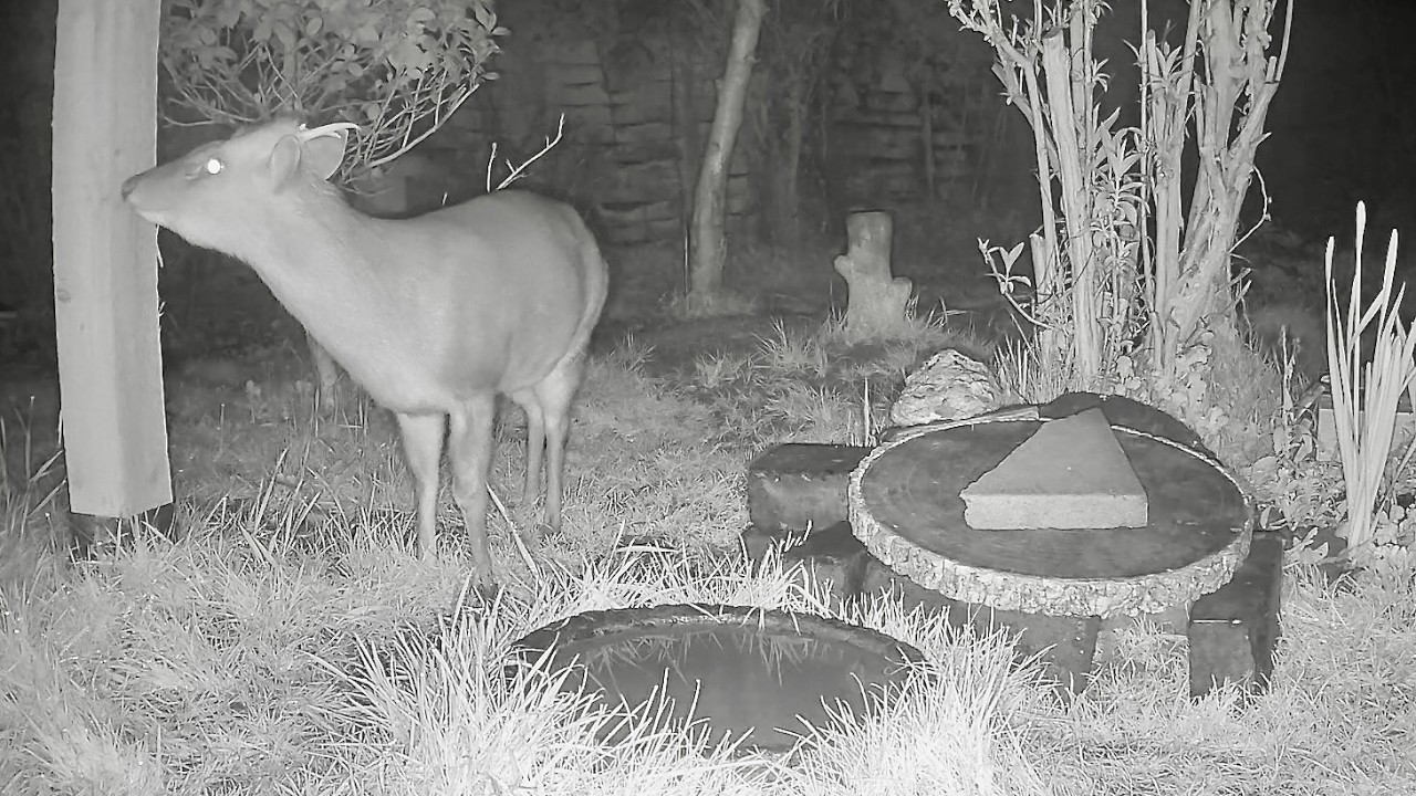 Wild Garden Diary March 6th-7th