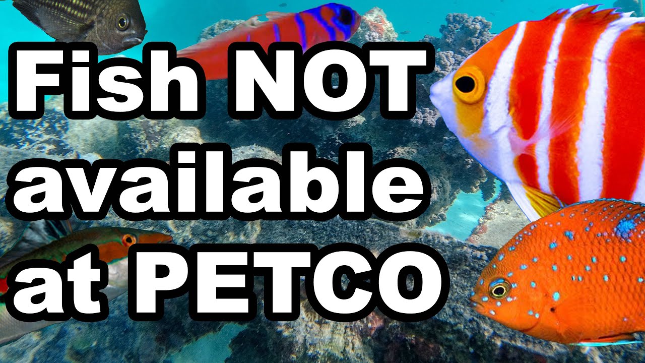 Top Seven RARE FISH not at your LFS | Marine Fish you Can't Buy