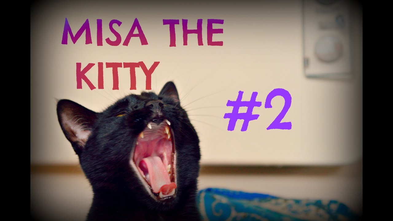 Misa the cat #2