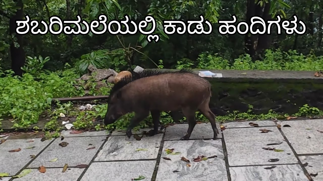 WILD BOAR 🐗 spotted| EP 03 - Sabarimale Trek | Shabarimale Ayyappa Swamy Trip |