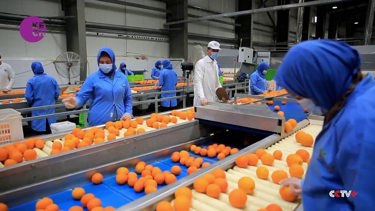 Egypt&rsquo;s agricultural export nears 4 million tons in first half of 2022