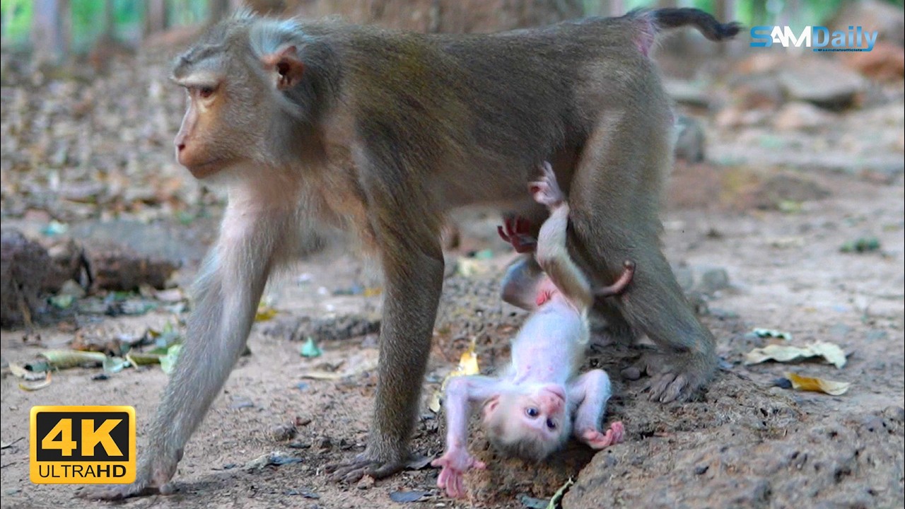 LIBY's Parenting Style Beats Every Other Monkey Mother's Method