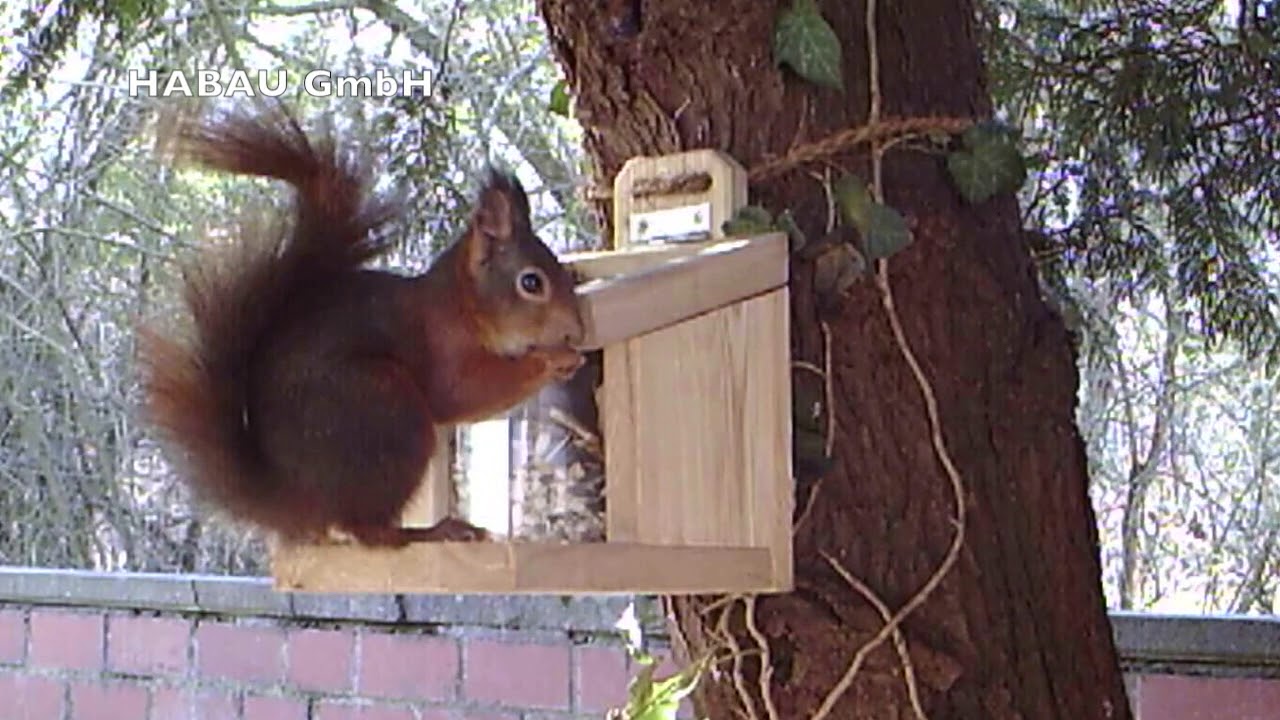Eichhörnchen am Futterhaus