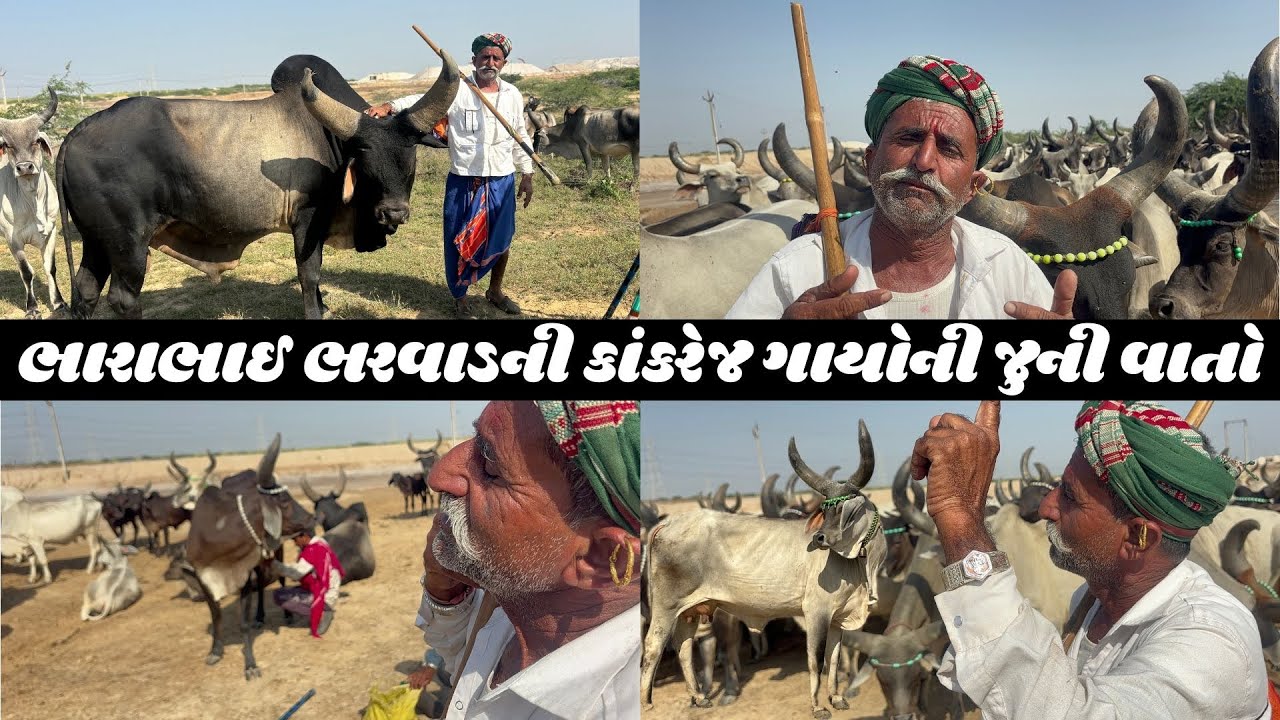 પાકીસ્તાન સુધી ગાયો ચારનારાને કૃષ્ણ ભગવાનના સમયથી ગાયો રાખનારા 👑