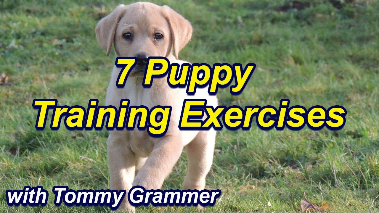 First things to teach your puppy