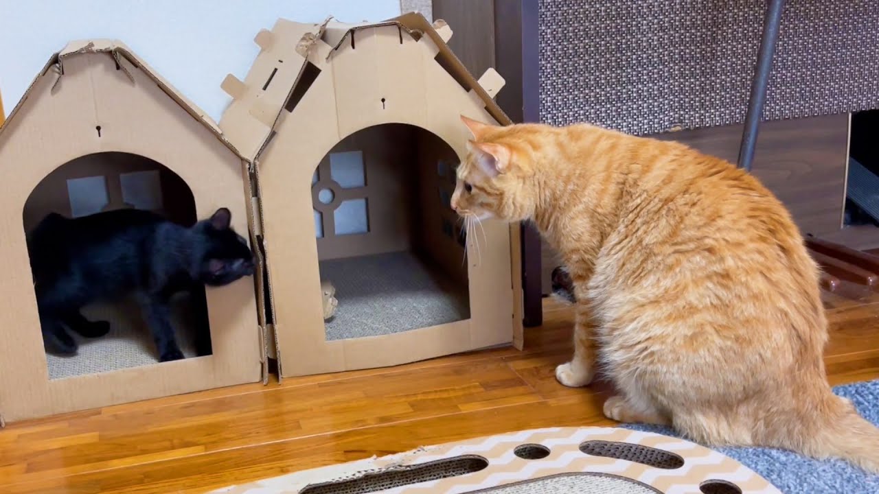 子猫とご対面♥優しい茶トラ猫登場♪