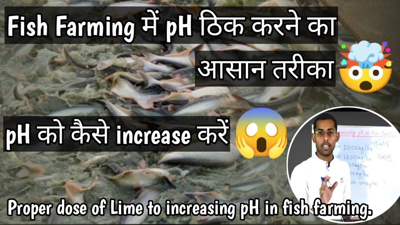 Fish Farming में pH को कैसे increase करें🤯🤯🤯//Proper dose of lime to increasing pH quickly 🦐🐟🐠