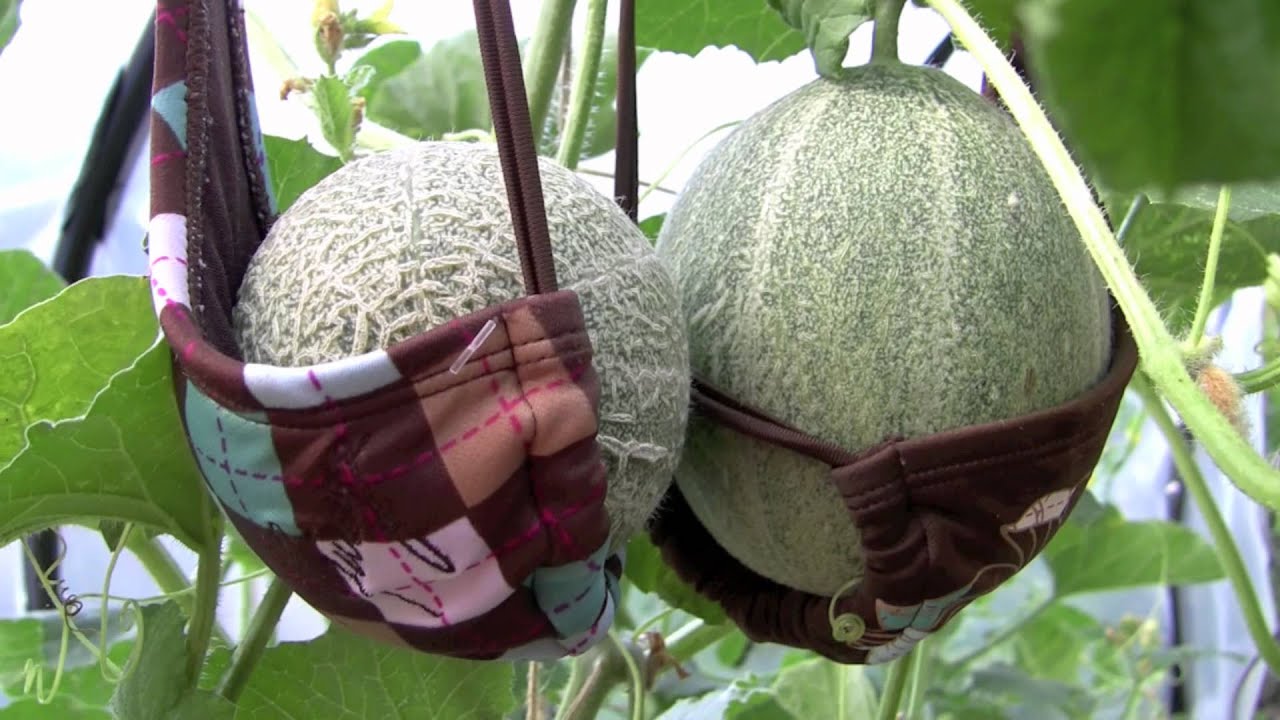 Brassieres Support Cantaloupes